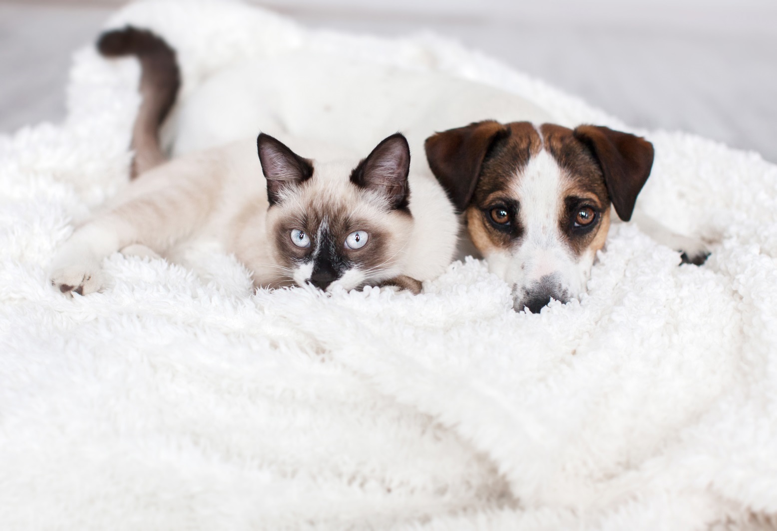 Cat And Dog Image